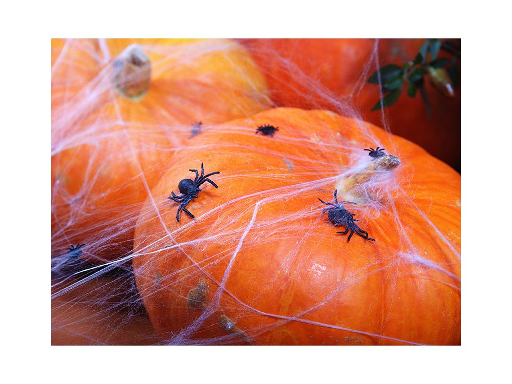 Halloween decoratie spinnetjes